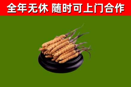 邵东回收冬虫夏草