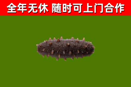 邵东回收海参干
